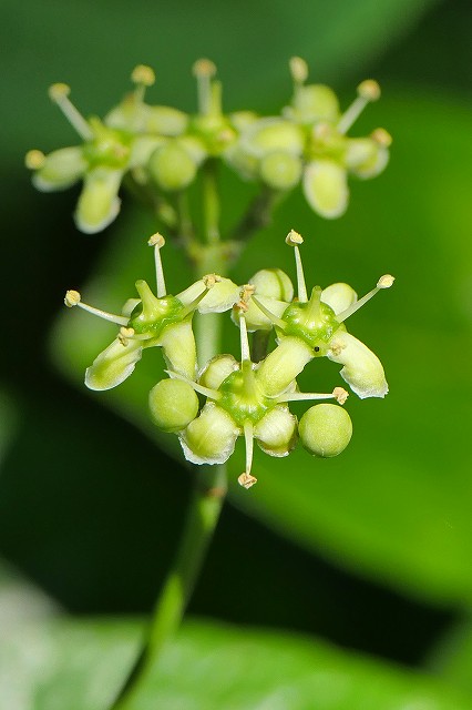 ツルオオバマサキの花