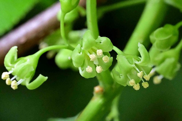 ツルウメモドキの雄花