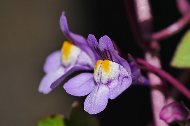 ツタバウンランの花冠