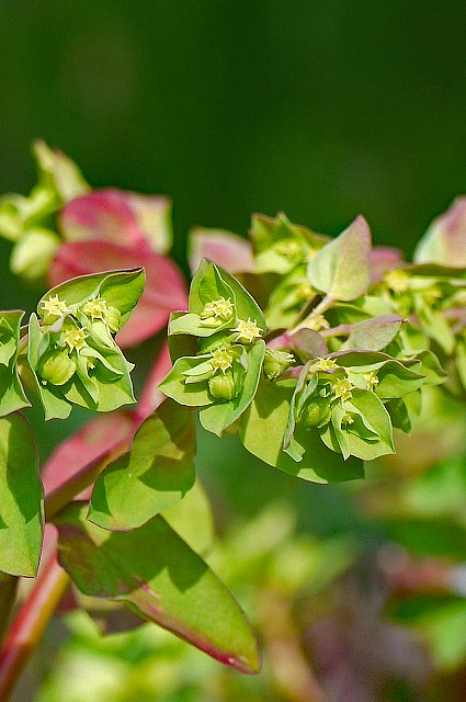 チャボタイゲキの花