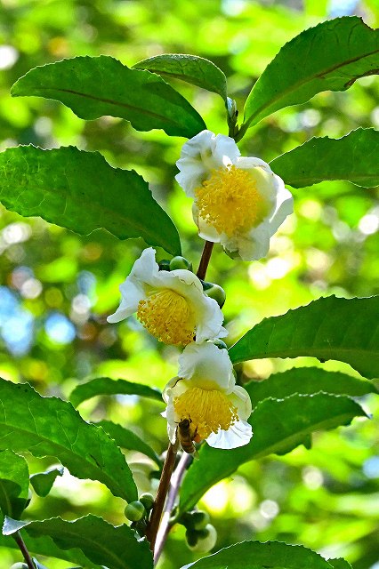 チャノキの花