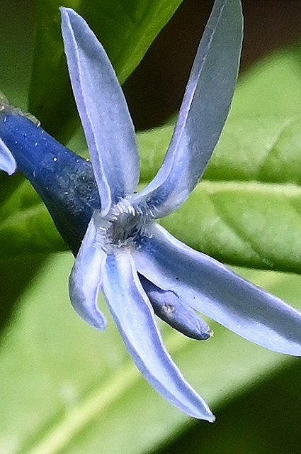 チョウジソウの花