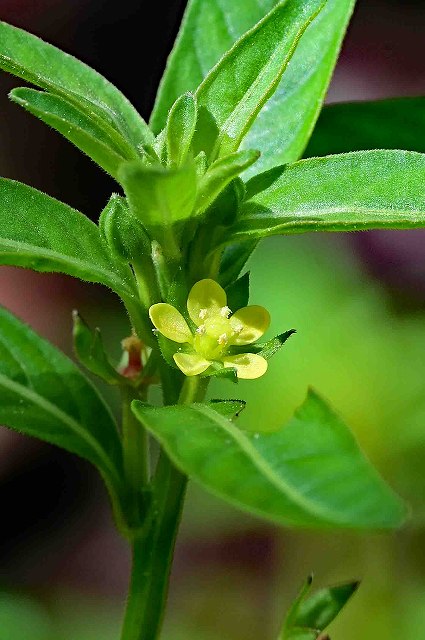 チョウジタデの花