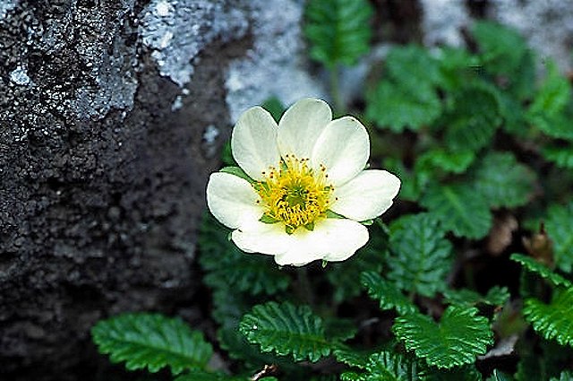 チョウノスケソウの花