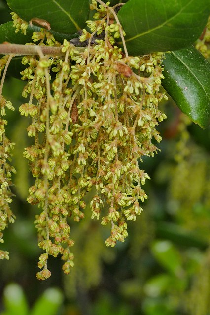 ウバメガシの雄花序