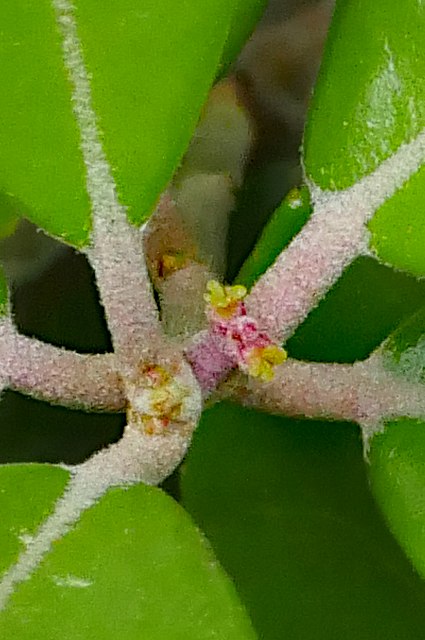 ウバメガシの雌花