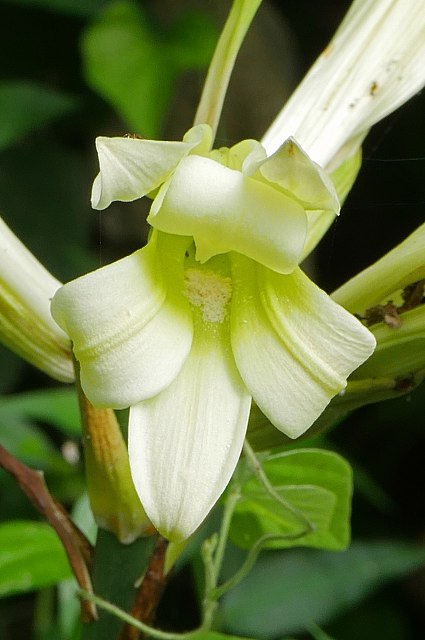 ウバユリの花