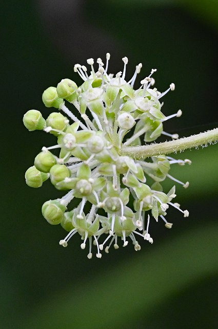 ウドの雄花序