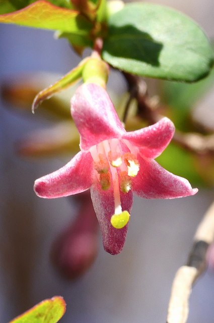 ウグイスカグラの花