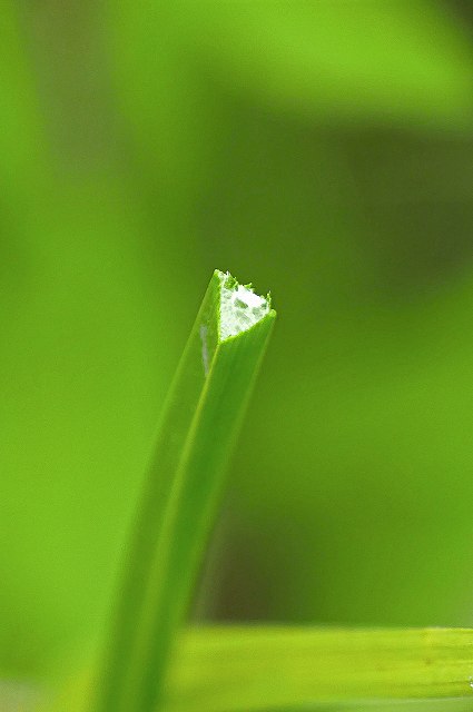 ウキヤガラの茎の断面