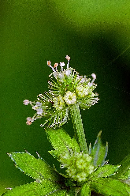 ウマノミツバの花