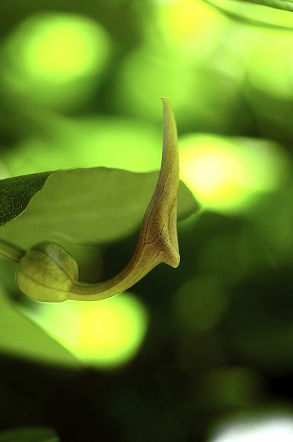 ウマノスズクサの蕾