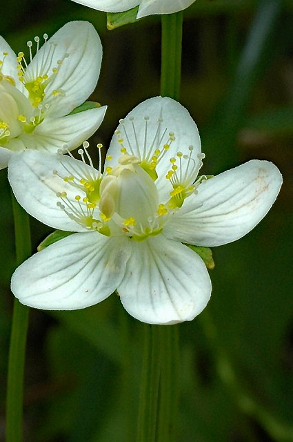 ウメバチソウの花