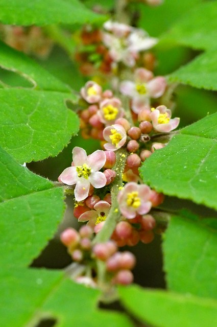 ウメモドキの雄花