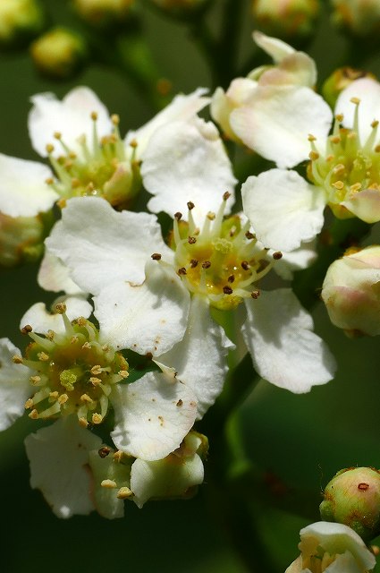 ウラジロナナカマドの花