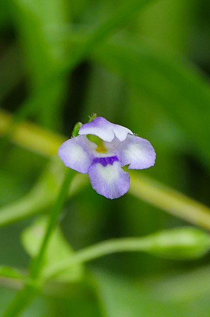 ウリクサの花