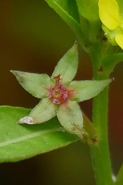 ウスゲチョウジタデの花床