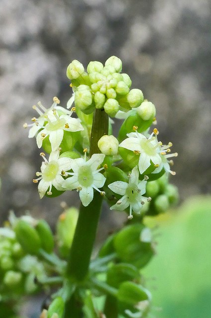 ウチワゼニクサの花