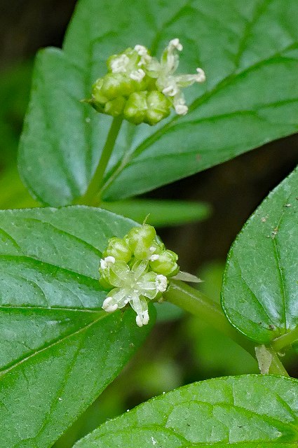 ウワバミソウの雄花