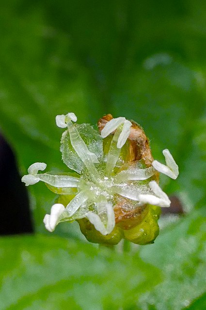 ウワバミソウの雄花-2