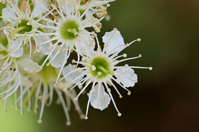 ウワミズザクラの花-3