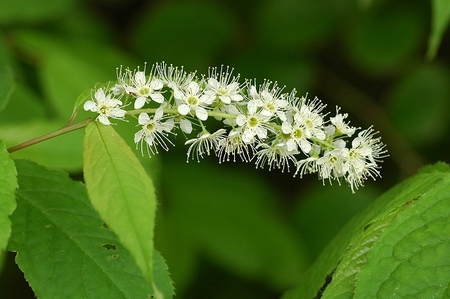 ウワミズザクラの花-2