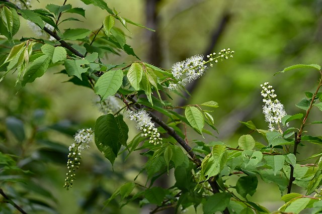 ウワミズザクラの花