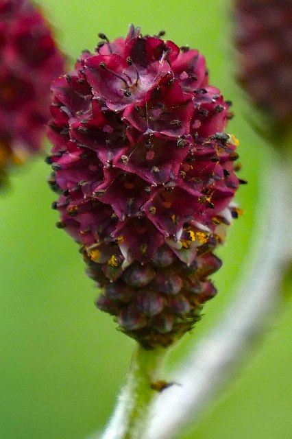 ワレモコウの花