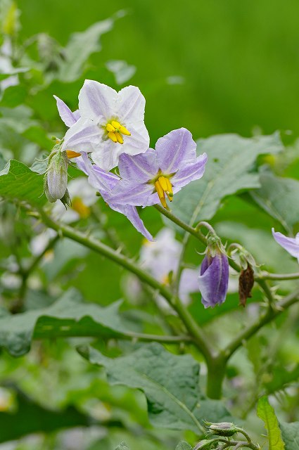 ワルナスビの花