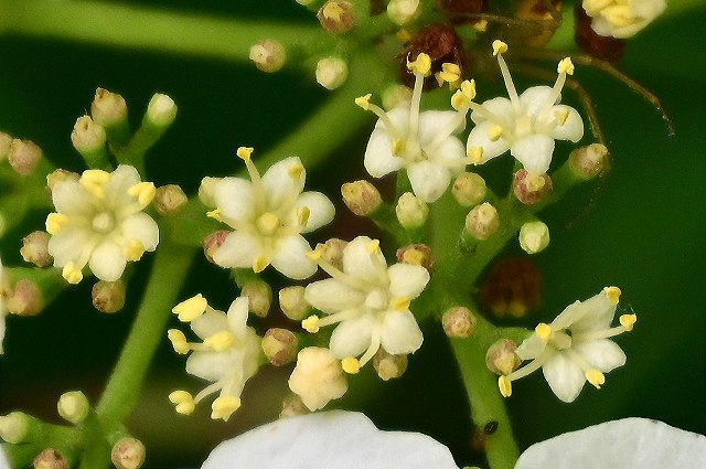 ヤブデマリの両性花