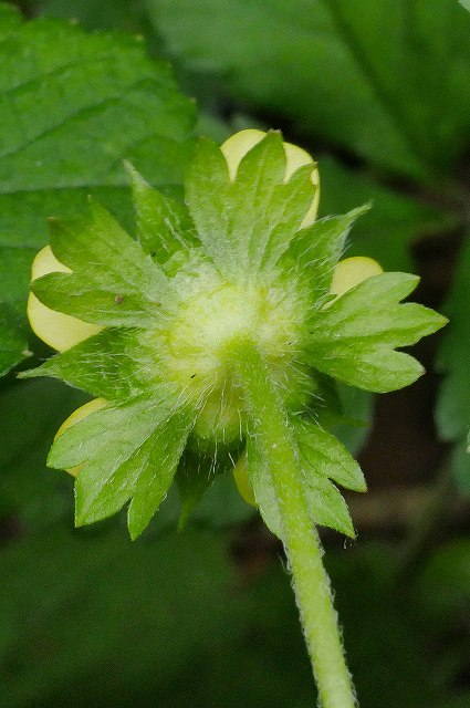 ヤブヘビイチゴの花（萼片と副萼片）