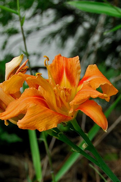 ヤブカンゾウの花