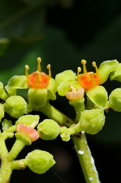 ヤブカラシの花