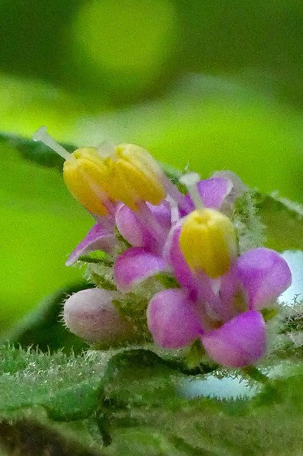 雌性期のヤブムラサキの花