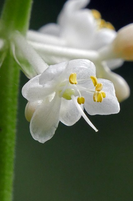 ヤブミョウガの両性花