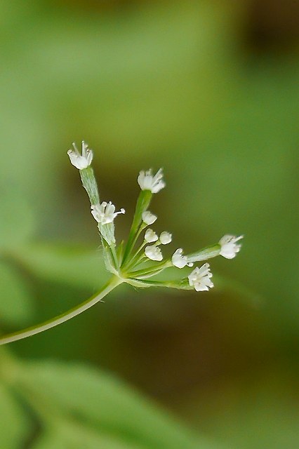 ヤブニンジンの花