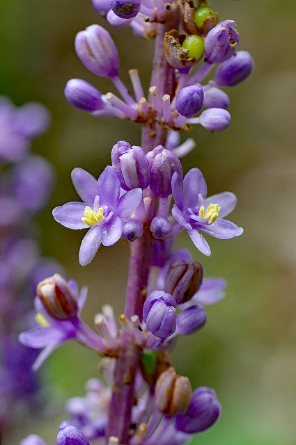 ヤブランの花