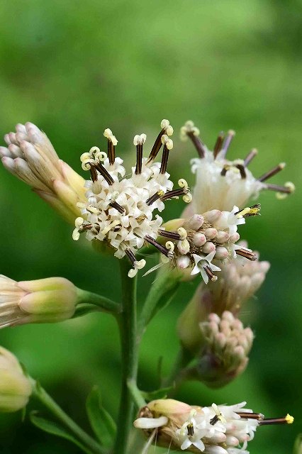 ヤブレガサの頭花-2