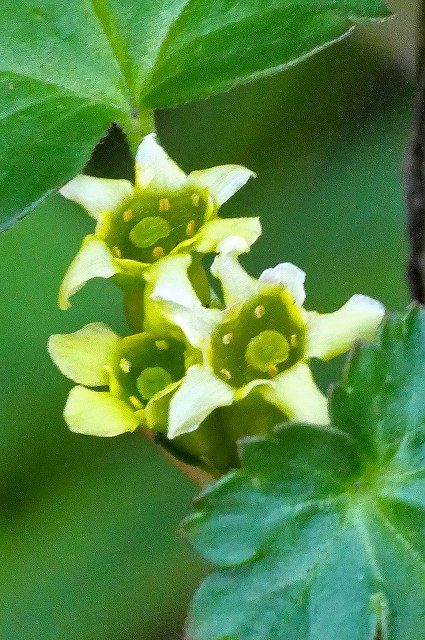 ヤブサンザシの花