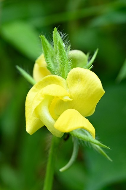 ヤブツルアズキの花