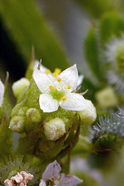 ヤエムグラの花