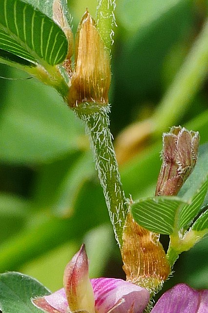 ヤハズソウの茎