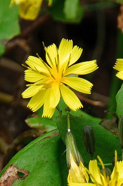 ヤクシソウの花