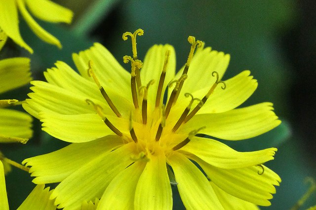 ヤクシソウの花-2