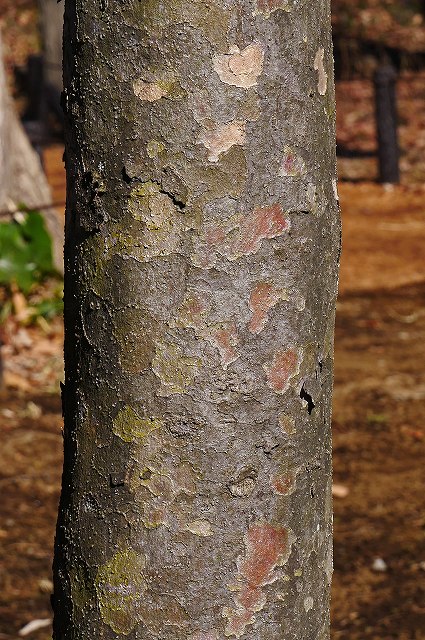 ヤマボウシの樹皮