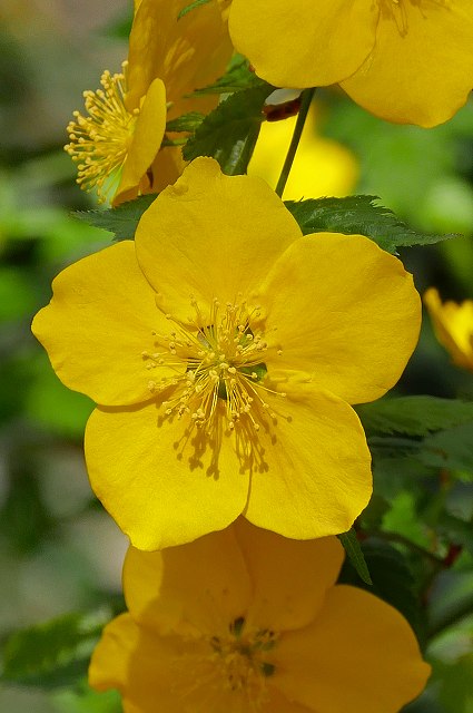 ヤマブキの花