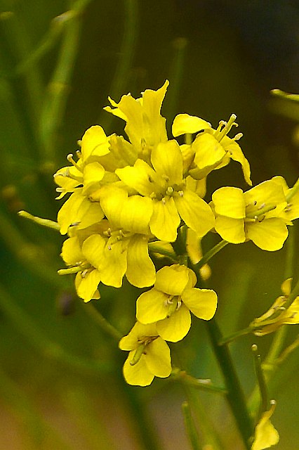 ヤマガラシの花