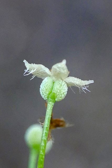 ヤマムグラの花冠裏面の刺毛