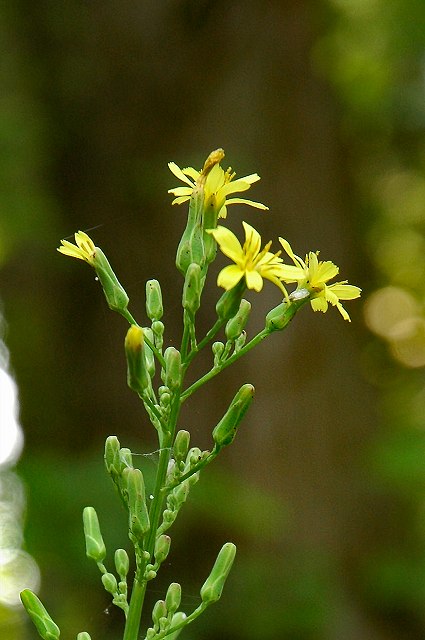 ヤマニガナの花