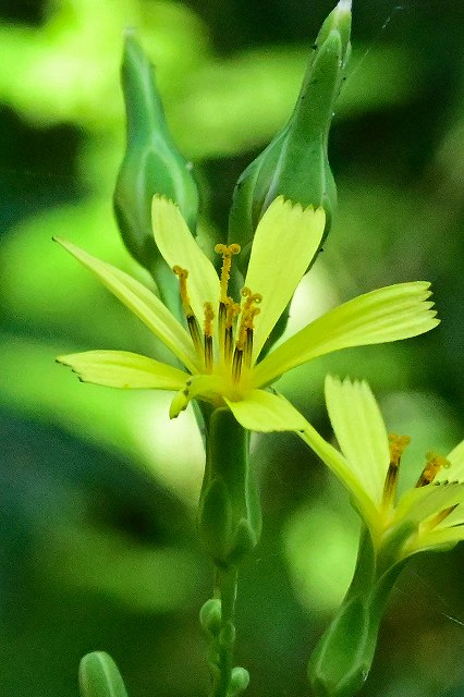 ヤマニガナの頭花